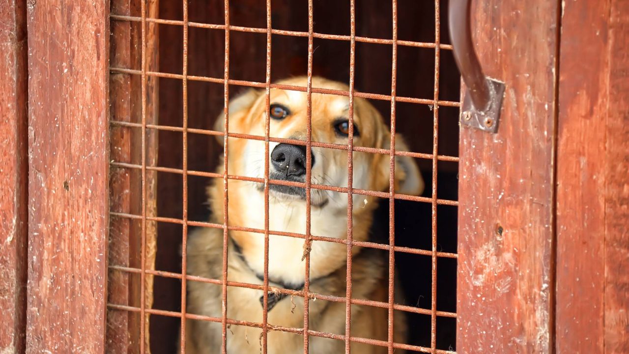Houston Area Animal Control Phone Numbers: Quick Reference