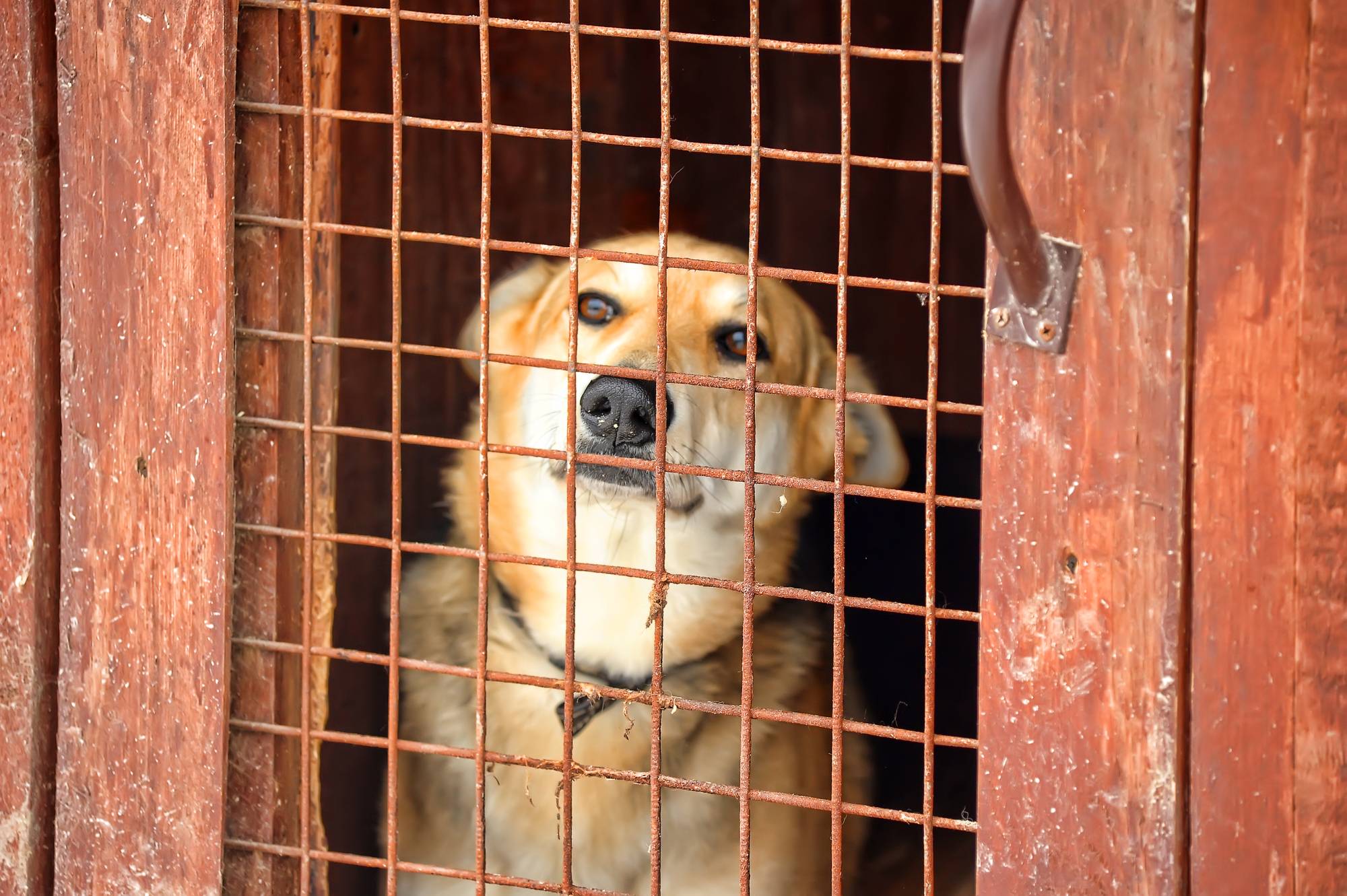 houston-area-animal-control-phone-numbers-quick-reference