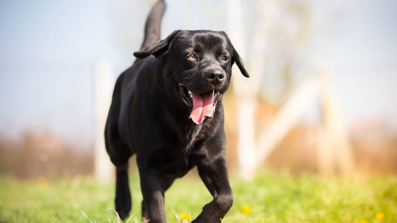 Houston Dog Parks and Bite Risk: A Legal Perspective