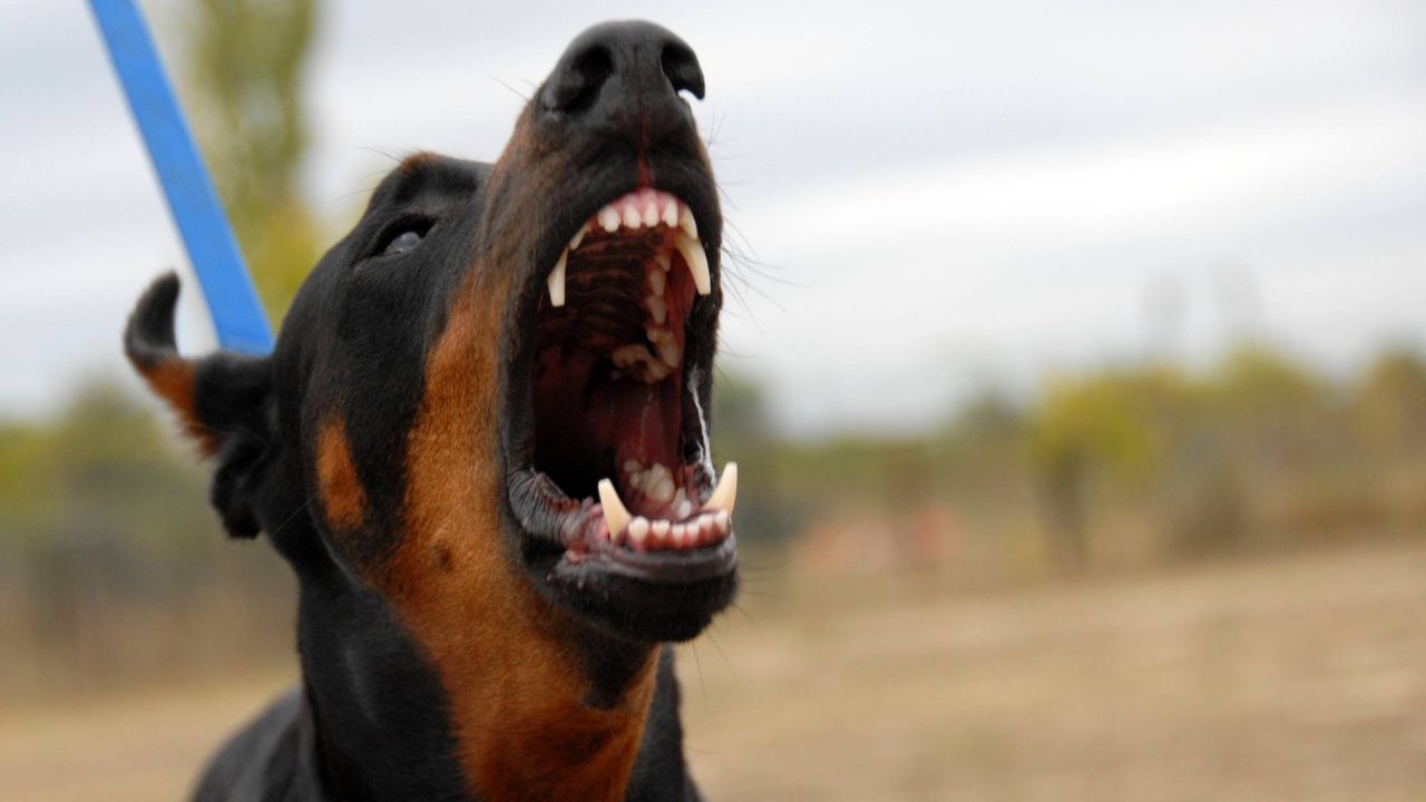 Houston’s Dangerous Dog Registry and Public Safety